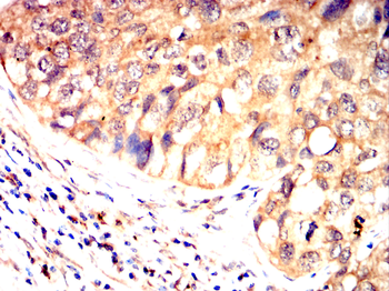 ENPP3 Antibody