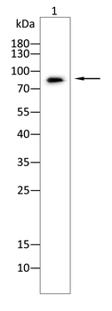 ENPP3 Antibody