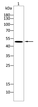 ANGPT2 Antibody
