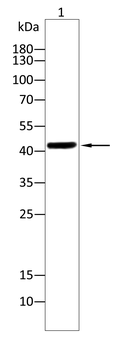 DUSP6 Antibody