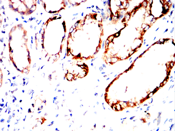 CSPG4 Antibody