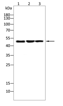 FOXA1 Antibody