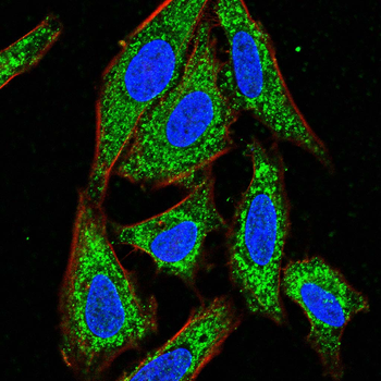 AGO2 Antibody