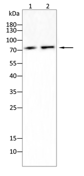 ATF6 Antibody