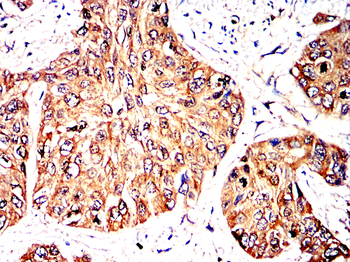 VEGFA Antibody