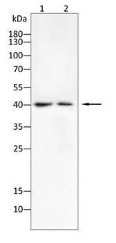 VEGFA Antibody