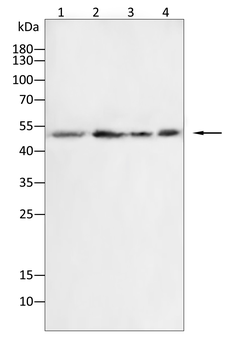 F3 Antibody