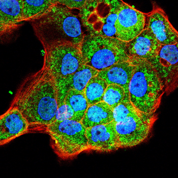 LEPR Antibody
