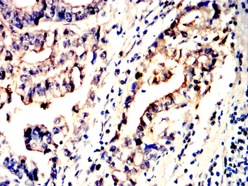 LEPR Antibody