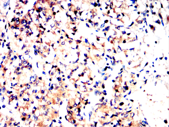 LEPR Antibody