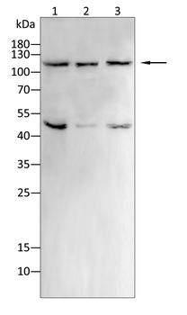LEPR Antibody