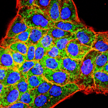MERTK Antibody