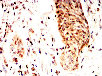 H4C1 Antibody
