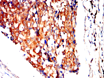 AIFM1 Antibody