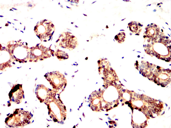 AIFM1 Antibody