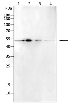 IRAK4 Antibody