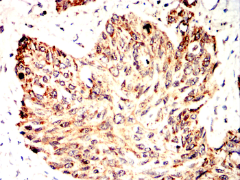 CD36 Antibody