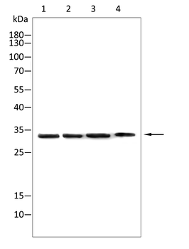 CDX2 Antibody