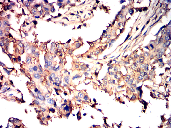 GSK3B Antibody