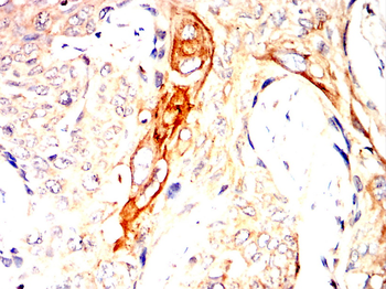 RhoA Rabbit Polyclonal Antibody