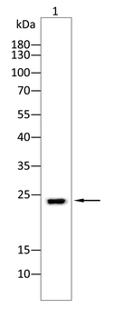 RhoA Rabbit Polyclonal Antibody