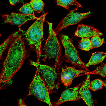 CDK6 Antibody