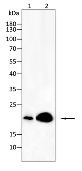 IL-6 Antibody