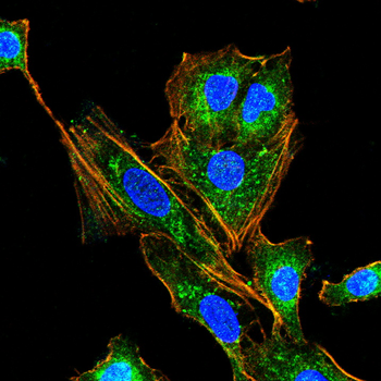 BBC3 Antibody