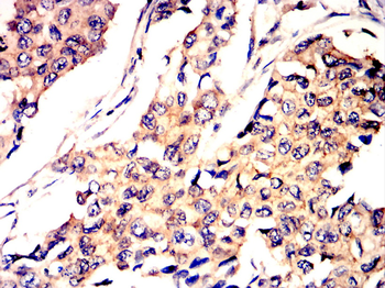 BBC3 Antibody