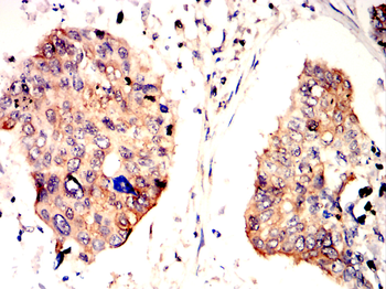 BBC3 Antibody