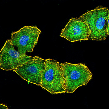 PTPRC Antibody