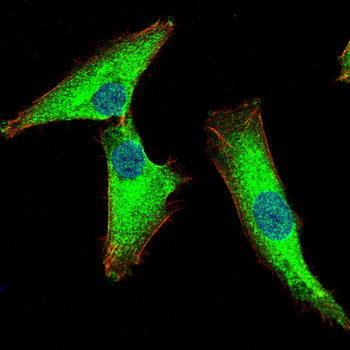 CAV1 Antibody
