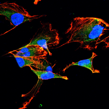 SIRT1 Antibody