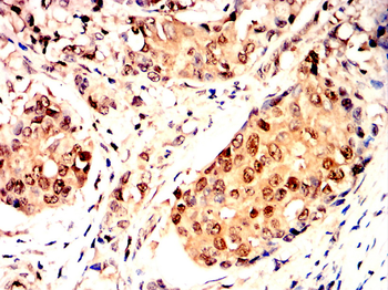 SIRT1 Antibody