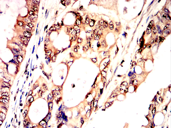 SIRT1 Antibody