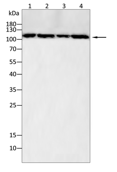 SIRT1 Antibody