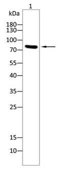 SIRT1 Antibody