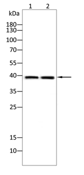 POU5F1 Antibody