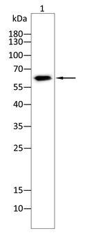 SMAD4 Antibody
