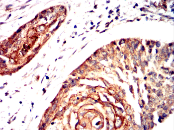 GRIN1 Antibody