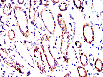 PPIB Antibody