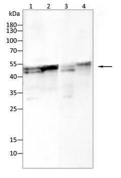 PPIB Antibody