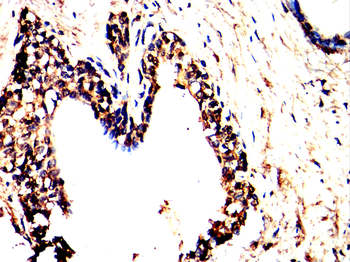 CXCL10 Antibody