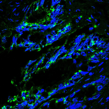 TARDBP Antibody