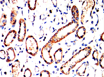 CDK5 Antibody
