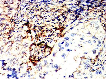 ANXA5 Antibody