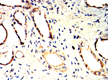 MME Antibody