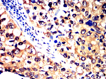 ANPEP Antibody