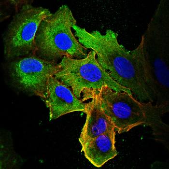 CDK2 Antibody