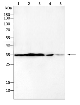 CDK2 Antibody